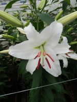 [5268 Siberia EVR No02.JPG]